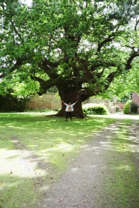 900 yr chestnut tree