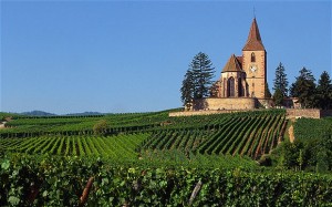 French-Vineyard_1989782b